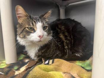 Domestic Long Hair Cats Available for Adoption in Bowling Green, Ohio - Finnick | PetCurious