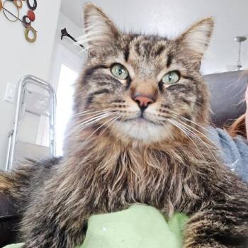 Rescue Domestic Long Hair and Maine Coon Cats for Adoption in Layton, Utah - Charlie | PetCurious