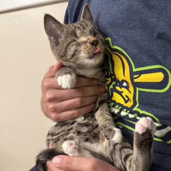 Glover -  Domestic Short Hair Cat Available for Adoption in Fairfax Station, Virginia - Glover | PetCurious