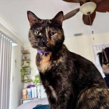Domestic Short Hair Cats Available for Adoption - Coco | PetCurious