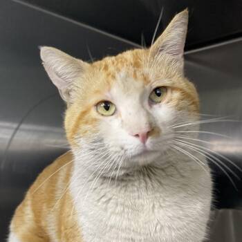 Orango -  Domestic Short Hair Cat for Adoption in Palm Springs, California - Orango | PetCurious