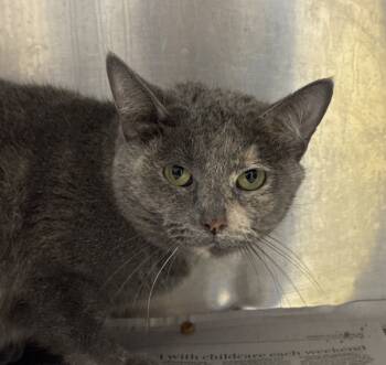 Rescue Domestic Short Hair Cats for Adoption in Houston, Texas - Mini | PetCurious