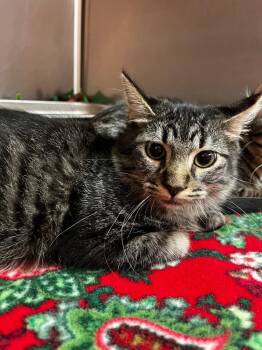 Blackbeard -  Domestic Short Hair Cat for Adoption in Logan, Utah - Blackbeard | PetCurious