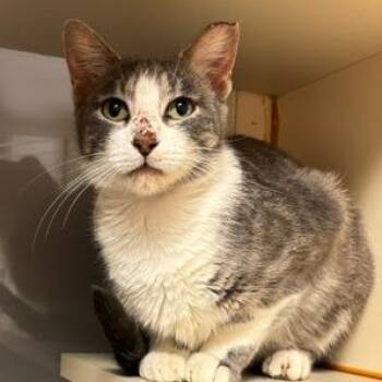 Suki -  Domestic Short Hair Cat for Adoption in South Elgin, Illinois - Suki | PetCurious