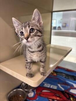 Raymond -  Domestic Short Hair Cat for Adoption in Daphne, Alabama - Raymond | PetCurious