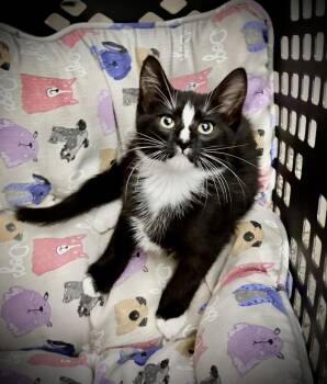 Waffles -  Domestic Short Hair and Tuxedo Cat for Adoption in Arlington, Texas - Waffles | PetCurious