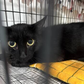 Rescue Domestic Short Hair Cats for Adoption in North Huntingdon, Pennsylvania - Sidney | PetCurious