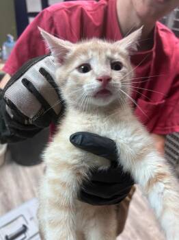 Me-Owl -  Domestic Short Hair Cat for Adoption in Sherwood, Arkansas - Me-Owl | PetCurious