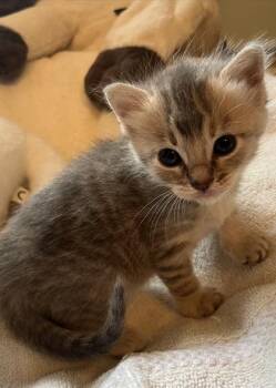 Huzbah -  Domestic Short Hair Cat for Adoption in Watkinsville, Georgia - Huzbah | PetCurious