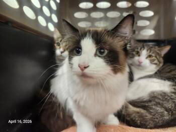 Siamese Cats Available for Adoption in Santa Cruz, California - LITTLE SISSY | PetCurious