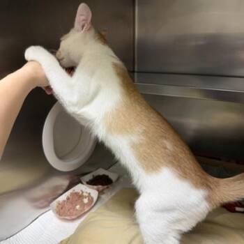 Zucchini -  Domestic Short Hair Cat for Adoption in Richmond, Virginia - Zucchini | PetCurious