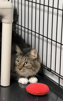 Rescue Maine Coon and Domestic Long Hair Cats for Adoption in Montville, New Jersey - Bonkers | PetCurious