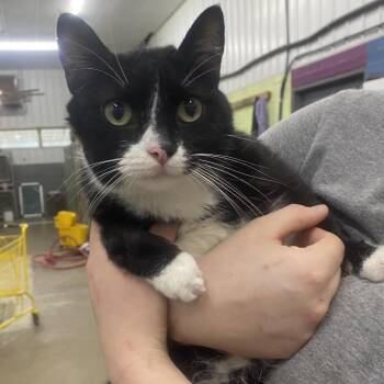 Baxter -  Domestic Long Hair Cat for Adoption in Corbin, Kentucky - Baxter | PetCurious
