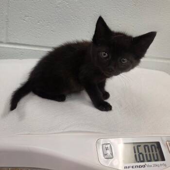 Hippo -  Domestic Short Hair Cat for Adoption in Chattanooga, Tennessee - Hippo | PetCurious