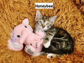 Tabby and Tuxedo Cats Available for Adoption in St. Augustine, Florida - Honeybee | PetCurious