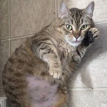 Tonya -  Tabby and Domestic Short Hair Cat for Adoption in Gladstone, Oregon - Tonya | PetCurious
