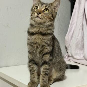 Rescue Domestic Short Hair and Tabby Cats for Adoption in Newton, Illinois - Vanna | PetCurious