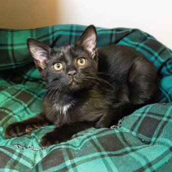 Constellation -  Domestic Short Hair Cat for Adoption in South Elgin, Illinois - Constellation | PetCurious