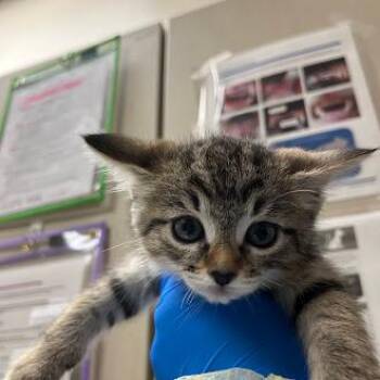 LUCILLE -  Domestic Short Hair Cat for Adoption in Las Vegas, Nevada - LUCILLE | PetCurious