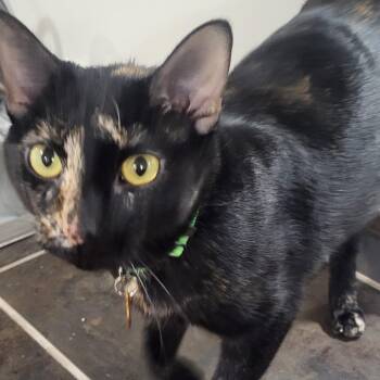 Lady Gaga -  Domestic Short Hair Cat for Adoption in Normal, Illinois - Lady Gaga | PetCurious