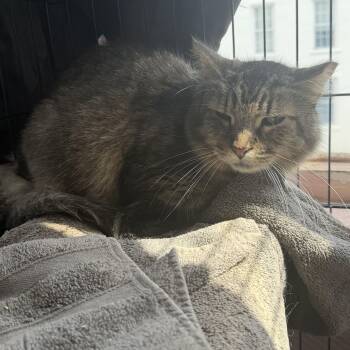 Jon Bon Jovi -  Domestic Medium Hair Cat for Adoption in Hudson, New York - Jon Bon Jovi | PetCurious