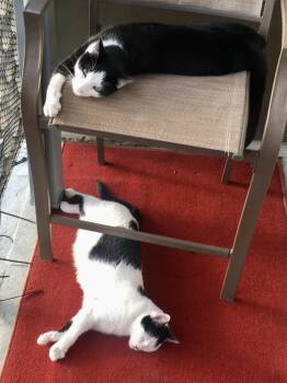 Kato and Zoe (Bonded Pair) -  Domestic Short Hair Cat for Adoption in Lakewood, California - Kato And Zoe (Bonded Pair) | PetCurious