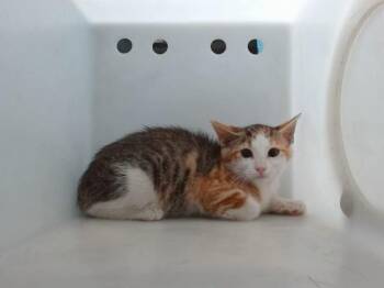 GRACEY -  Domestic Short Hair Cat for Adoption in Albuquerque, New Mexico - GRACEY | PetCurious