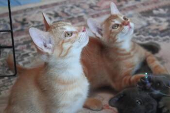 Ozzy Moon -  Domestic Short Hair and Tabby Cat for Adoption in Chandler, Arizona - Ozzy Moon | PetCurious