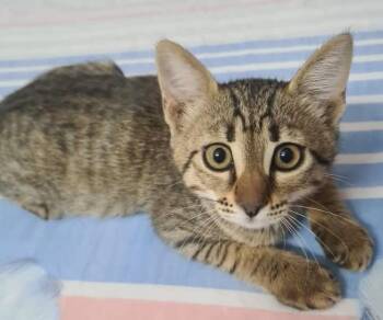 Domestic Short Hair Cats Available for Adoption in Mississauga, Ontario - Keira | PetCurious