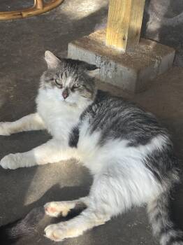 Rescue Domestic Medium Hair Cats for Adoption in Pardeeville, Wisconsin - Steel | PetCurious