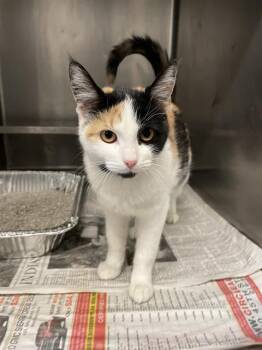 Rescue Domestic Short Hair Cats for Adoption in Aurora, Illinois - GREENSLEEVES | PetCurious