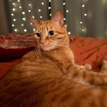 Rescue Domestic Short Hair Cats for Adoption in Redlands, California - Tiger Lily | PetCurious