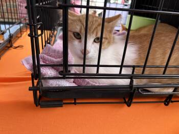 Dave -  Domestic Short Hair Cat for Adoption in Richmond, Virginia - Dave | PetCurious
