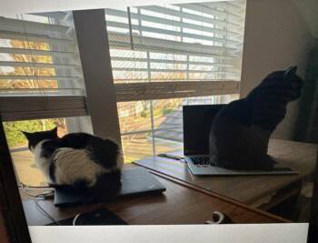 SK - Midnight -  Domestic Medium Hair Cat for Adoption in Battle Ground, Washington - SK - Midnight | PetCurious