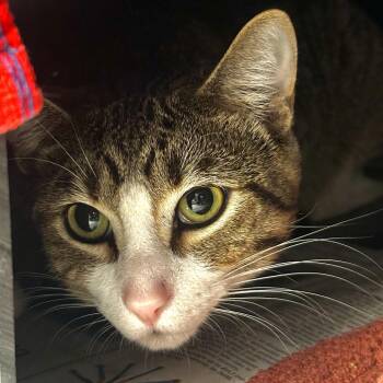 Chocolate -  Domestic Short Hair Cat for Adoption in Chicago, Illinois - Chocolate | PetCurious