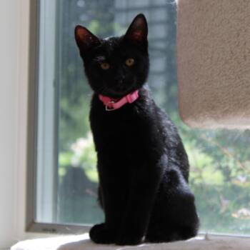 Noah -  Domestic Short Hair Cat for Adoption in Mayfield, New York - Noah | PetCurious