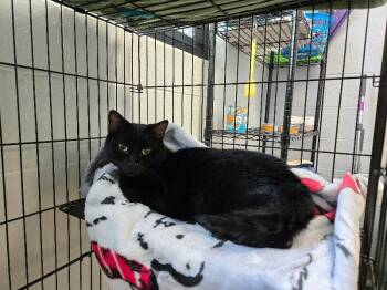 Calvin -  Domestic Short Hair Cat for Adoption in Cincinnati, Ohio - Calvin | PetCurious