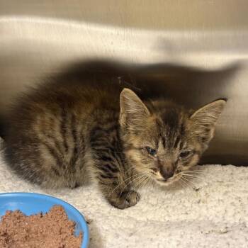 Cassie -  Domestic Short Hair Cat for Adoption in Webster, Texas - Cassie | PetCurious