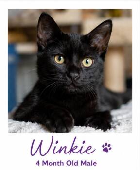 Winkie - Chill, Charming & Ready to Rule Your Heart -  Domestic Short Hair Cat for Adoption in Prescott, Arizona - Winkie - Chill, Charming & Ready To Rule Your Heart | PetCurious