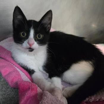 Derpy -  Domestic Short Hair Cat for Adoption in San Jacinto, California - Derpy | PetCurious