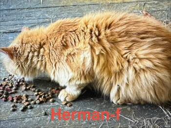 Tabby and Domestic Long Hair Cats Available for Adoption in Brookhaven, Mississippi - Herman 25 | PetCurious
