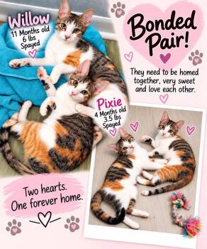 Willow - Sweet and affectionate -  Domestic Short Hair Cat for Adoption in Muskego, Wisconsin - Willow - Sweet And Affectionate | PetCurious