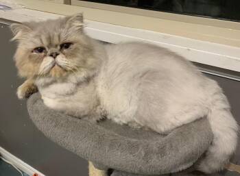 Persian Cats Available for Adoption - Hermes (Aramis) | PetCurious