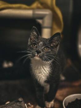 Epona -  Domestic Short Hair Cat for Adoption in Munster, Indiana - Epona | PetCurious