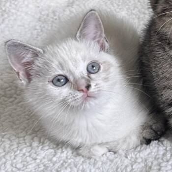 Avenir -  Domestic Short Hair Cat for Adoption in Orlando, Florida - Avenir | PetCurious