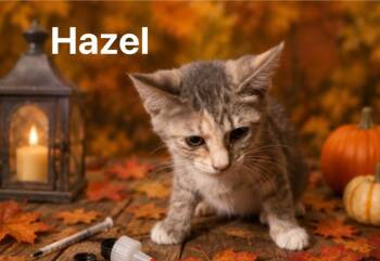 Hazel -  Domestic Short Hair Cat for Adoption in Johnson City, Tennessee - Hazel | PetCurious