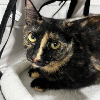 Domestic Medium Hair Cats Available for Adoption - February | PetCurious