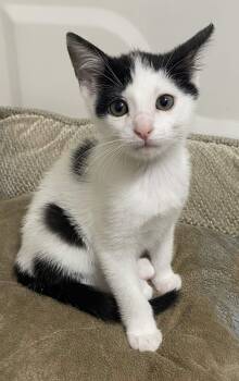 Snoopy -  Domestic Short Hair Cat for Adoption in Collierville, Tennessee - Snoopy | PetCurious