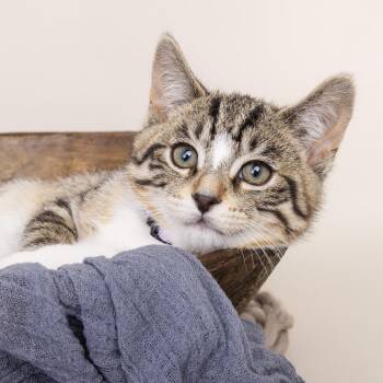 Misty -  Domestic Short Hair Cat Available for Adoption in Franklin, Tennessee - Misty | PetCurious