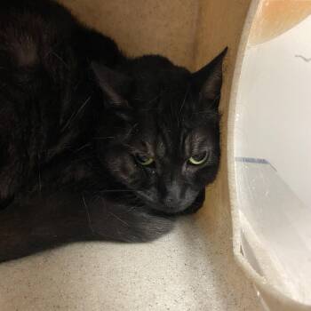Mandy -  Domestic Short Hair Cat for Adoption in Reno, Nevada - Mandy | PetCurious